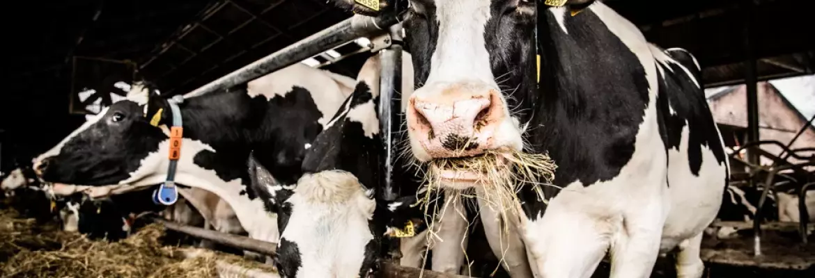 Photo illustrant des vaches dégustant du fourrage de qualité.