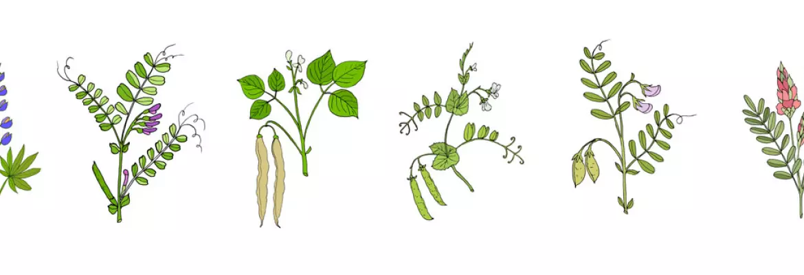 rosliny-mineralizacja-azotu-w-mieszance-upraw okrywowych