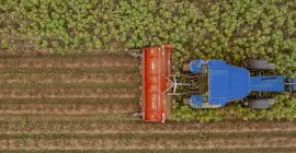 Rozdrabniacz BFP 320 podczas pracy w polu ziemniaków w Picardie we Francji