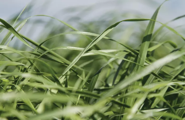 Hay & Forage Landscape
