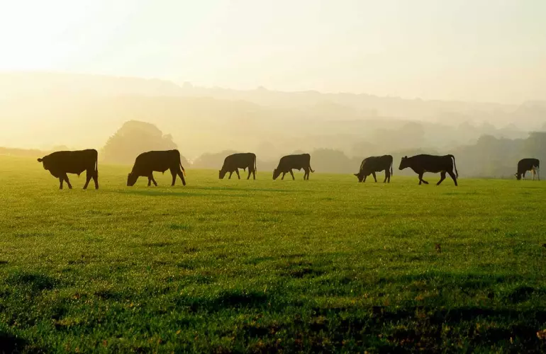 catch crop for pasture