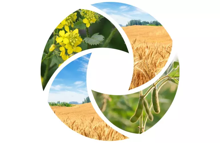 Krótkie okresy międzyplonów