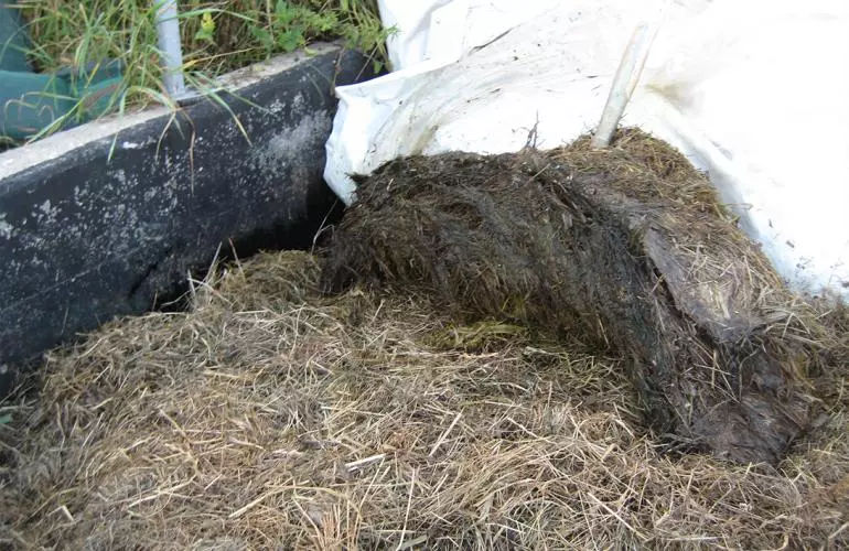 Putrefactive bacteria - forage