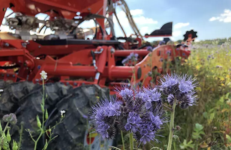 rośliny okrywowe talerze