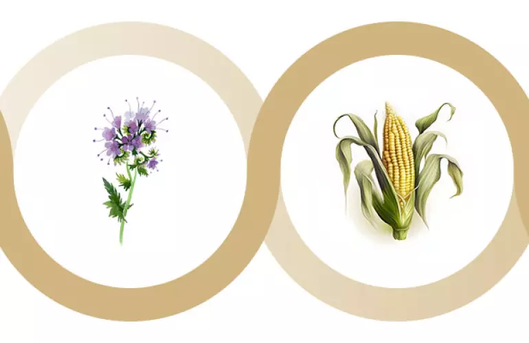 Uprawy międzyplonowe (facelia + kukurydza) 