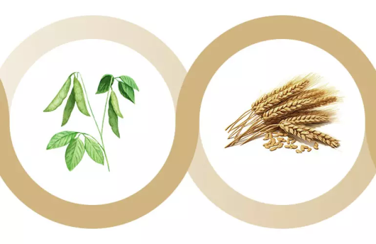 Uprawy międzyplonowe (strączkowe+pszenica)