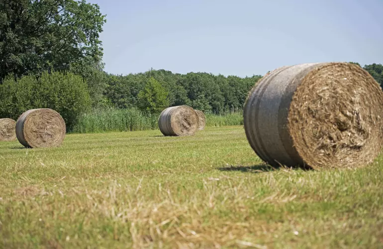 Bele o zwartych kształtach