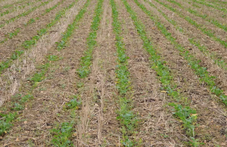 Myśląc o udanej uprawie pasowej musimy brać pod uwagę kilka parametrów.