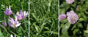picture of different species in grass
