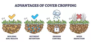 4 advantages of cover crop: soil health, nutrient retention, erosion control and weed reduction