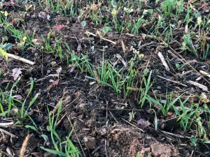 direct drilling into soil