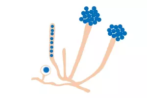 aphanomyces