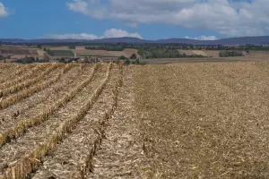 pole kukurydzy mulczowanie