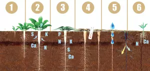 rośliny wiążące azot