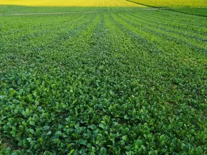 Uprawa nawozów zielonych Abruzja, Włochy