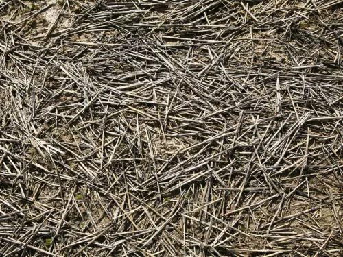 close-up view on unincorporated wheat crop residue