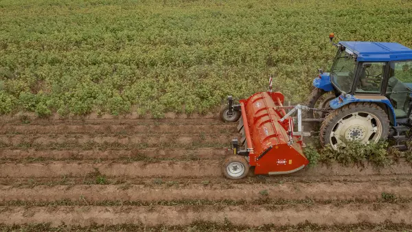 Rozdrabniacz BFP 320 drobno tnie łęty ziemniaczane i umieszcza materiał między redlinami.
