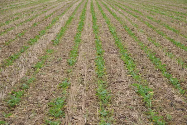 Myśląc o udanej uprawie pasowej musimy brać pod uwagę kilka parametrów.